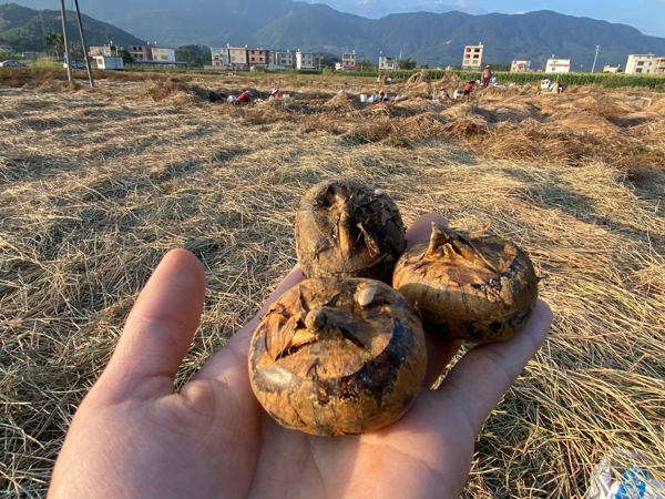 福建漳州马蹄