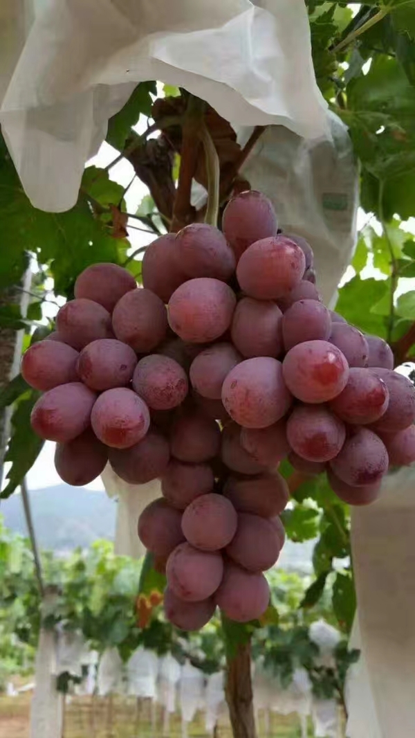 云南，大理，宾川葡萄成熟了，