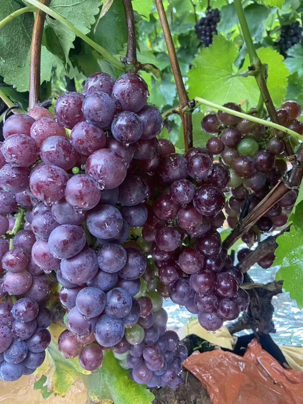 山东临沂沂水巨峰优质葡萄上市，欢迎收购