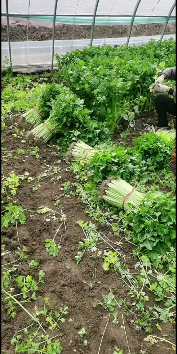 山东省临沂市沂水县芹菜
0.20一斤