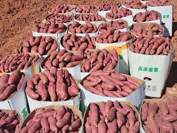 石林阿诗玛之乡红土种植，红薯红皮王