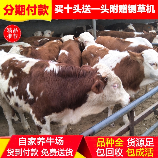 西门塔尔牛犊子活牛出售小牛活苗肉牛犊活体怀孕母牛