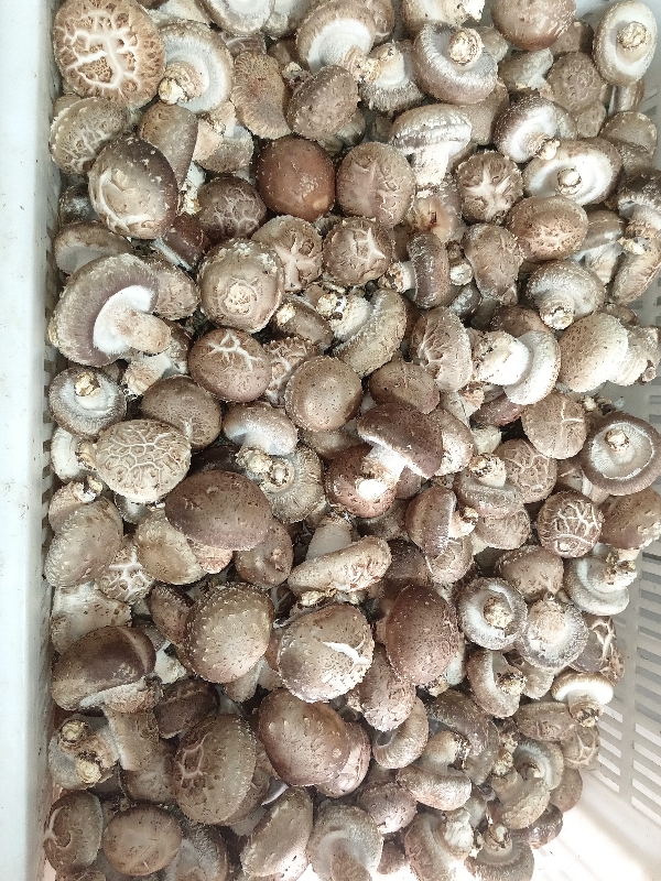 新鲜香菇，花菇，农家种植，泉水喷沙