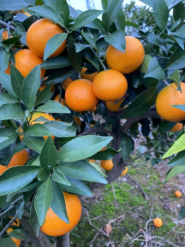 柑橘，纽荷尔脐橙