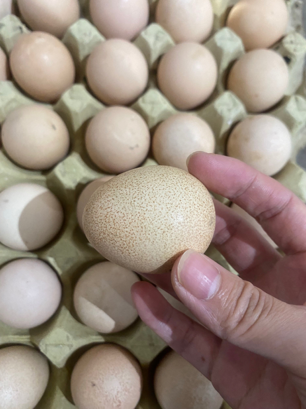 珍珠鸡-珍珠鸡蛋
