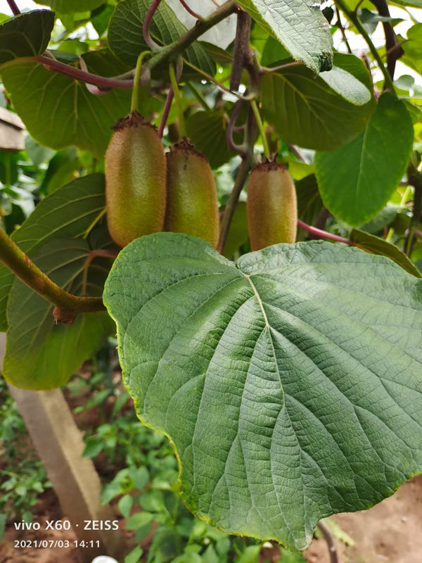 临潼骊山脚下金福猕猴桃🥝自家果园