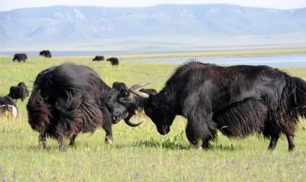 青藏高原牦牛活体及牦牛肉，各种规格大量有货。
