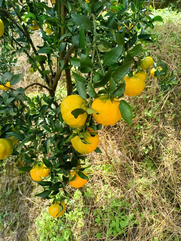 云南高原水果碰柑橘