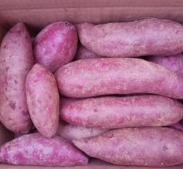 红薯，西瓜红红薯，紫薯，龙九，欢迎来电咨询