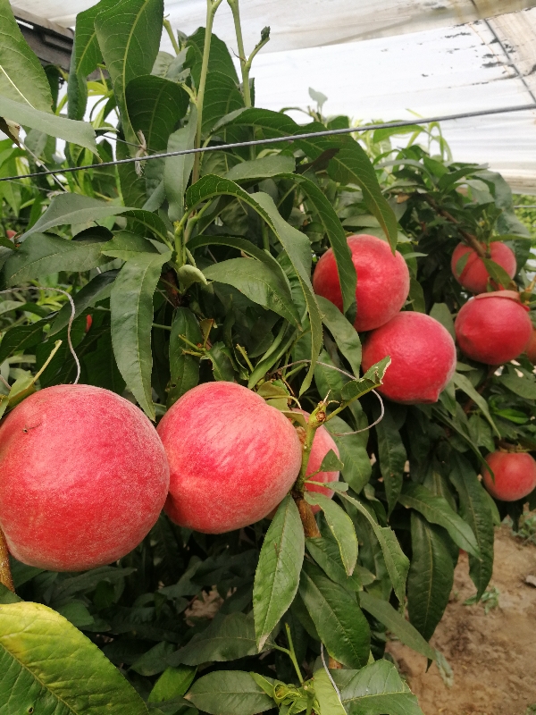 乐亭县，冬季温室大棚种植、水蜜桃、毛桃、油桃、桃子