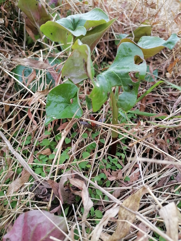 四川纯折耳根  鱼腥草