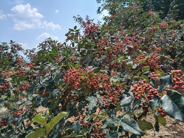 陕西宝鸡，花椒，土蜂蜜