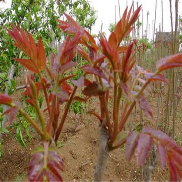 红油香椿苗，大棚专用，露天种植