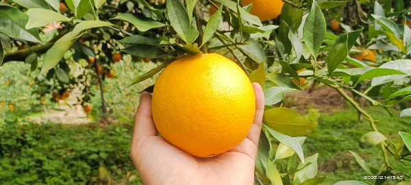 赣南脐橙清甜可口水嫩多汁应季水果