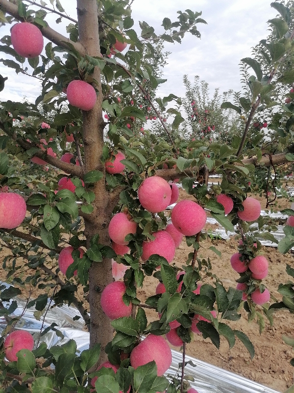 甘肃省庆阳市红富士苹果产地批量上市，品质保证