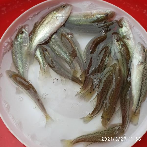 广东江门市生产销售各种淡水鱼苗