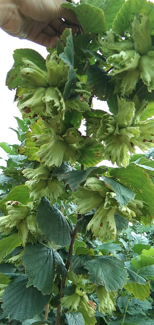 辽宁庄河，榛子，个头大，果实饱满，没有虫害药害