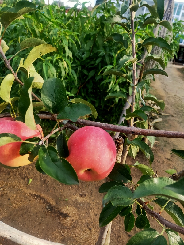 水蜜桃苹果树苗🍎