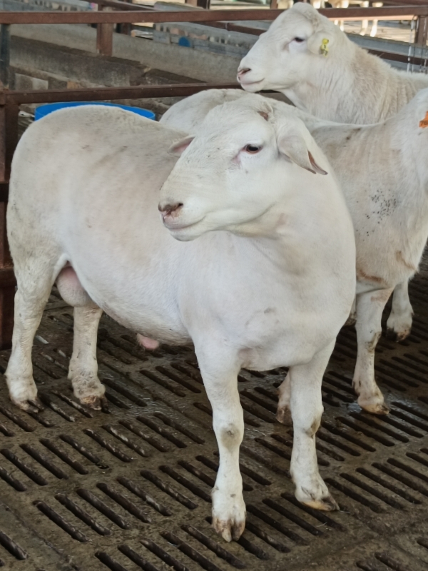 出售杜泊绵羊澳洲白绵羊萨福克羊种公羊基础母羊