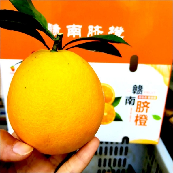 赣南脐橙新鲜现摘不催熟孕妇水果多汁甜橙子农家果园