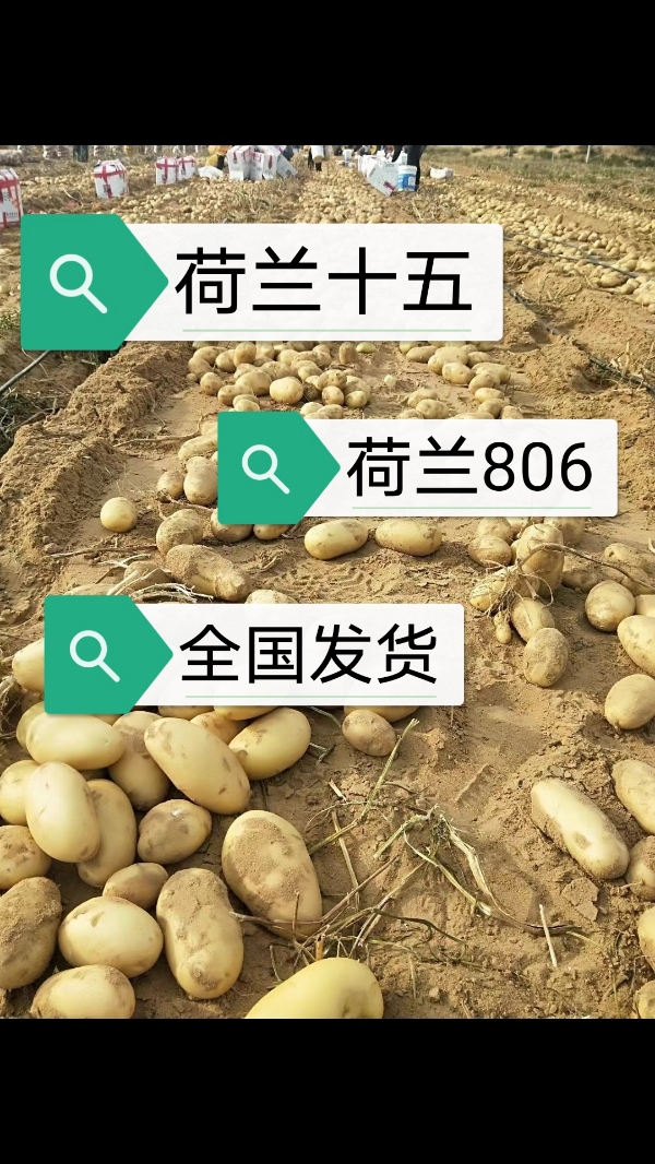 黑龙江省绥化市北林区马铃薯种子繁育基地