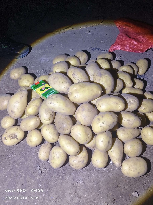 土豆  V7 雪川红