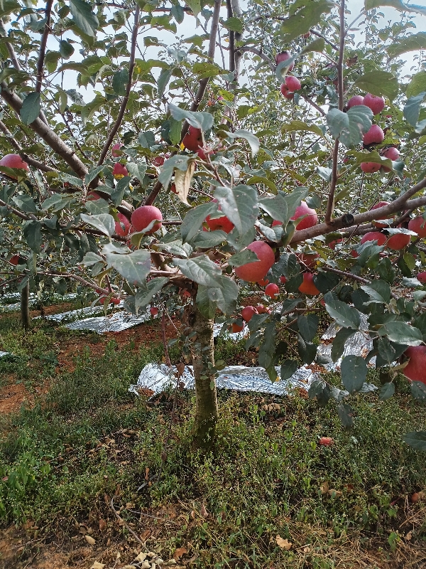 大凉山糖心丑苹果