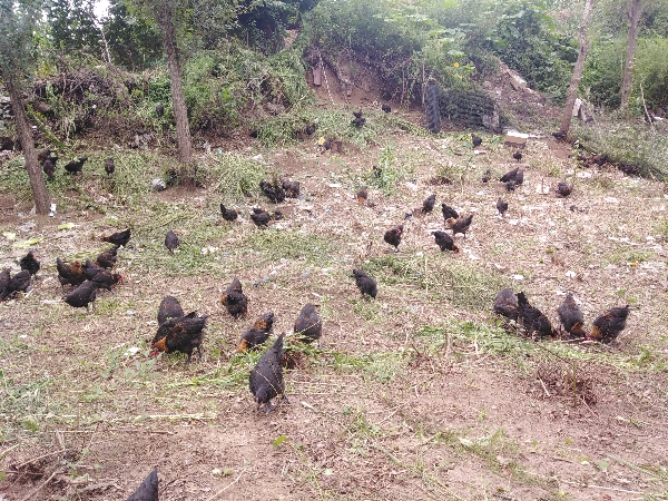 吉林农安晓娜珍禽散养林下遛达鸡