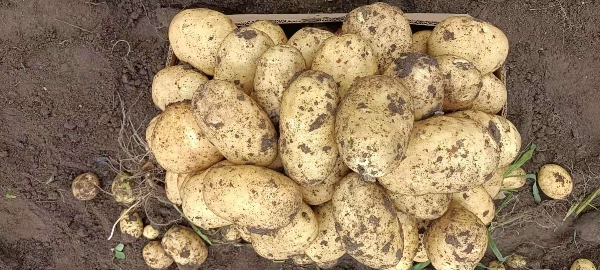 出售大量优质沙土地土豆，尤金各类优质品种
