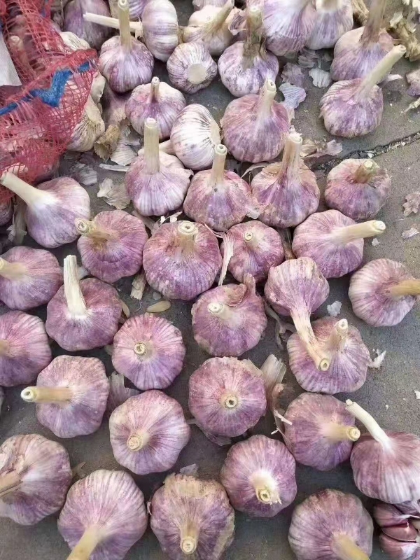 出售紫皮大蒜 700吨土豆900吨