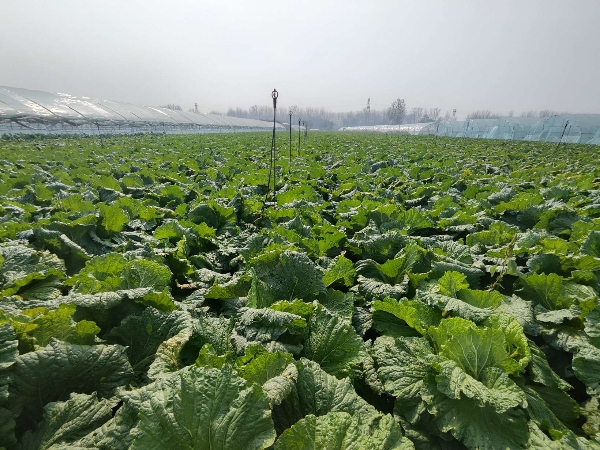 安徽宿州埇桥区黄心白菜寻求收购。
