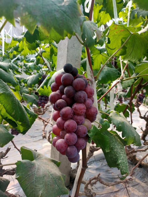 大量藤捻葡萄成熟