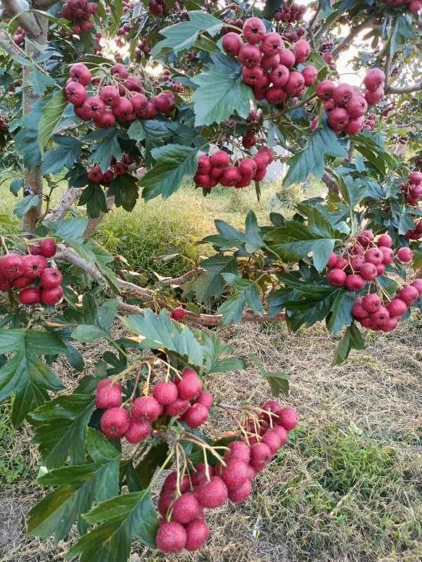 山东省新泰市甜山楂