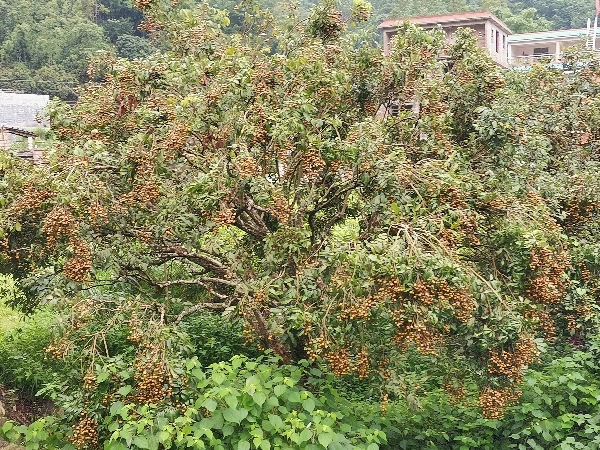 大量供应龙眼