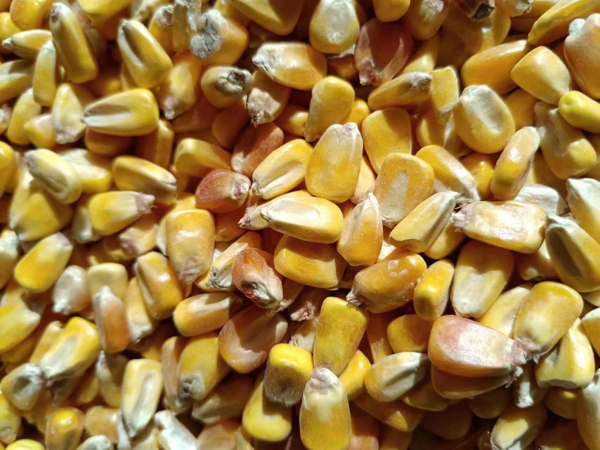 新疆一等胶质玉米。