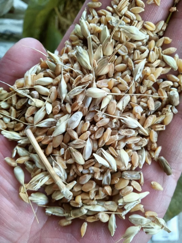 碎小麦，牛羊鸡鸭鹅养殖专用饲料。
