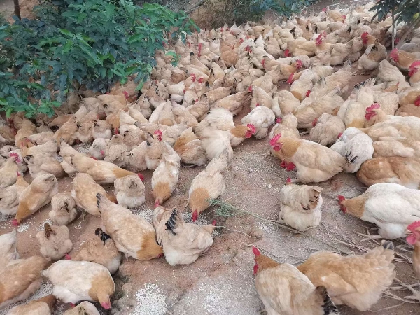 广西省走山三黄项鸡，120天以上，均重3.3-4斤