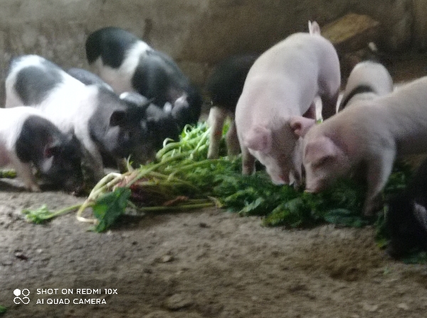 藏香猪，巴马香猪，香猪年猪，本场在成都彭州蒙阳镇，