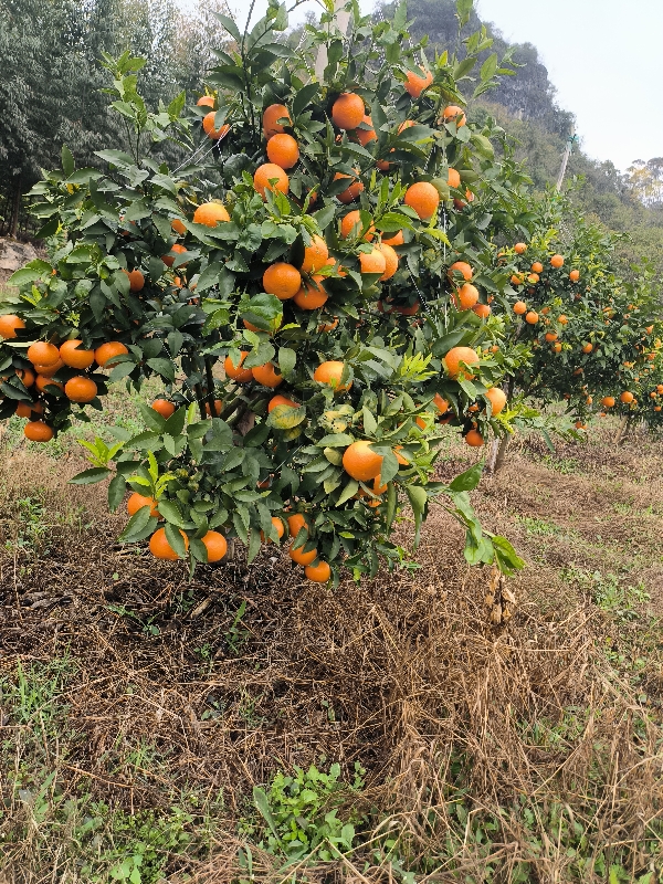 沙糖桔，沃柑