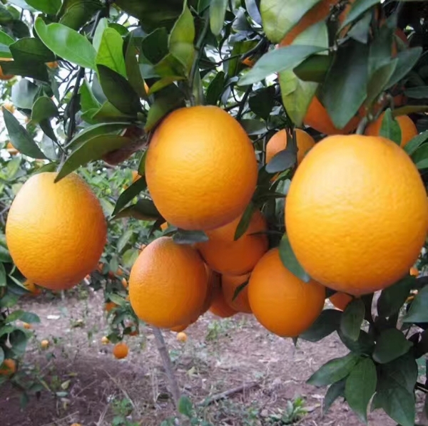 湖南湘西富硒芦柑，脐橙大量出售自家果园种植采摘