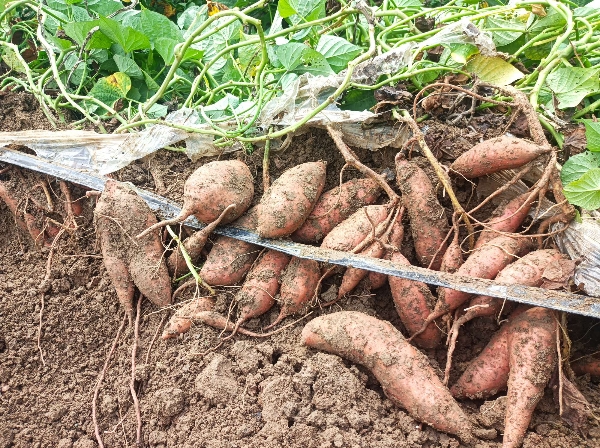 龙九红薯现大量供应 无虫眼，无夹沟条形哇塞