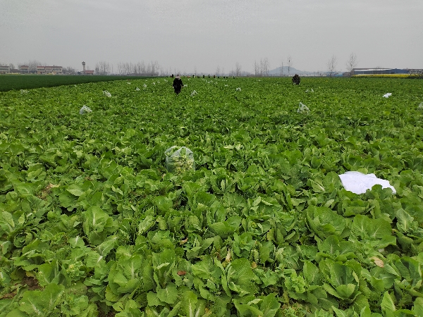 1000亩新鲜白菜苔上市，品质保证