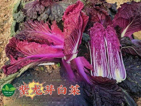 紫龙芽紫白菜种子