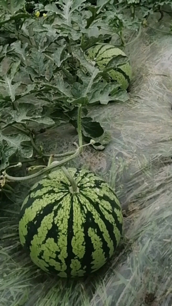 成都大邑县🍉 8424   、美都 西瓜