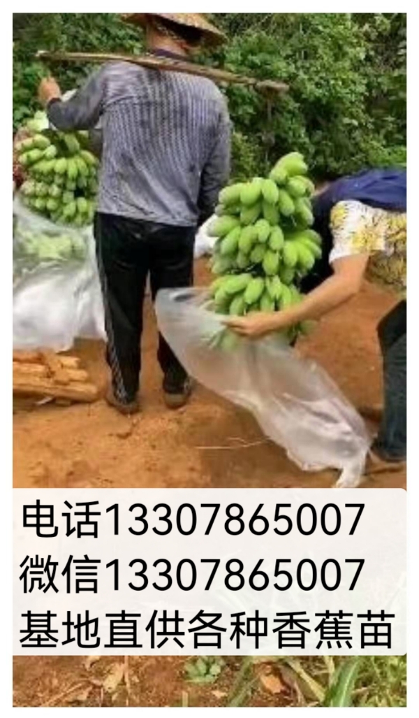 基地批发香蕉苗。苹果香蕉苗，抗病毒香蕉苗