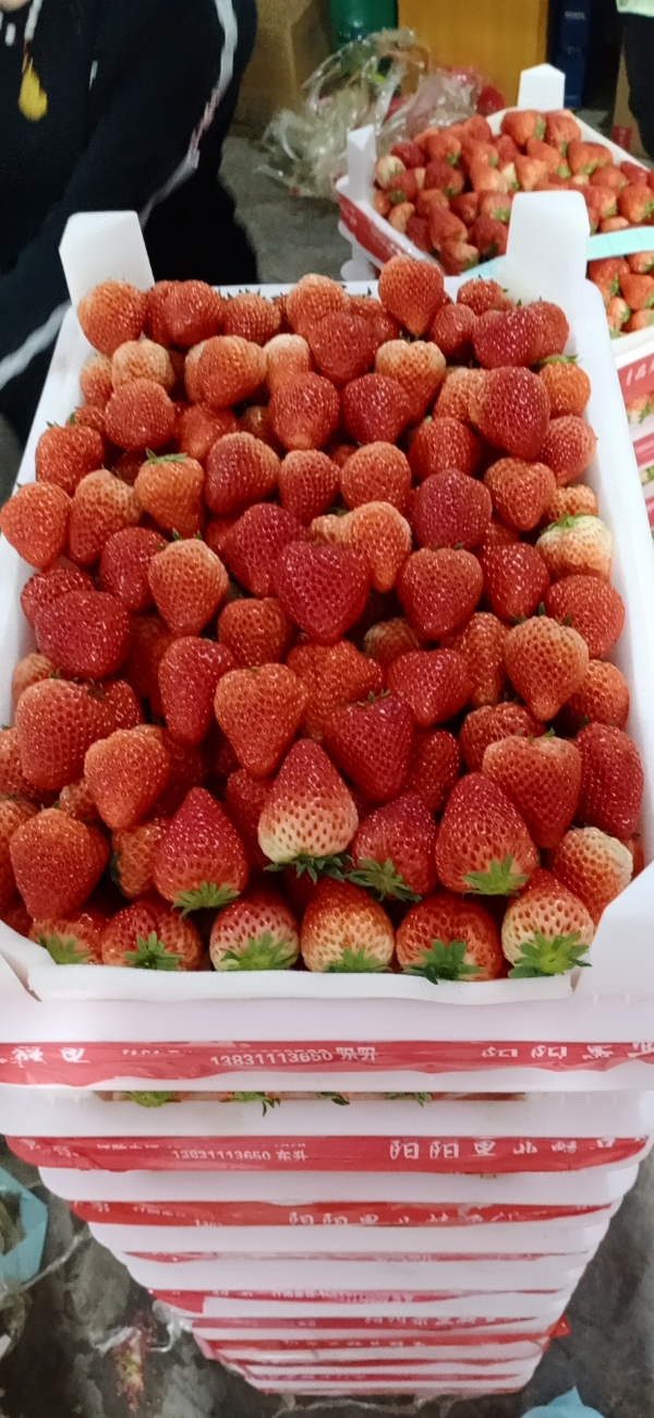 长丰红颜草莓将近四十万亩种植量，本人张祥代办多年