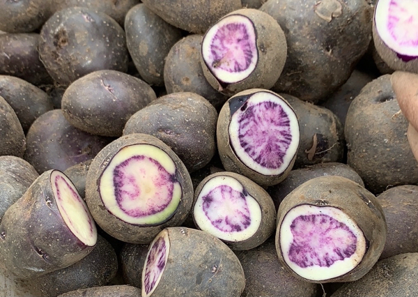 乌洋芋（又名黑土豆/紫土豆)富含花青素、多酚