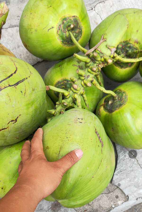 海南万宁椰青批发6000个椰子起批欢迎来电咨询。