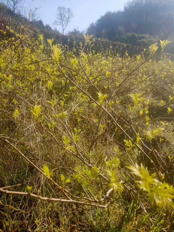 张家界土家莓藤茶绿色山甜茶土家茶 端午茶灵芝茶