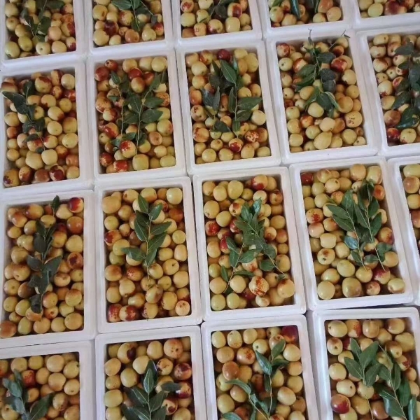 陕西省大茘县冬枣种植户，代办收购，分拣，打包，发货